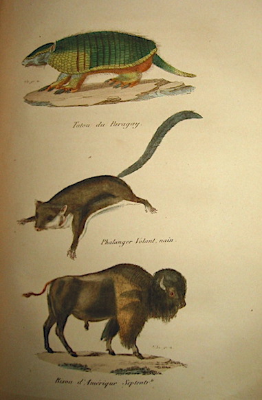 Achille Comte Histoire naturelle racontée a la jeunesse ou exposé des instincts et des moeurs des animaux précédé d'une notice sur les races humaines... s.d. (1860 ca.) Paris Librairie de l'Enfance et de la Jeunesse P.-C. Lehuby